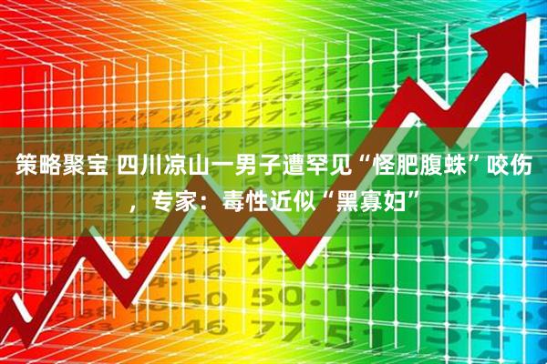 策略聚宝 四川凉山一男子遭罕见“怪肥腹蛛”咬伤，专家：毒性近似“黑寡妇”